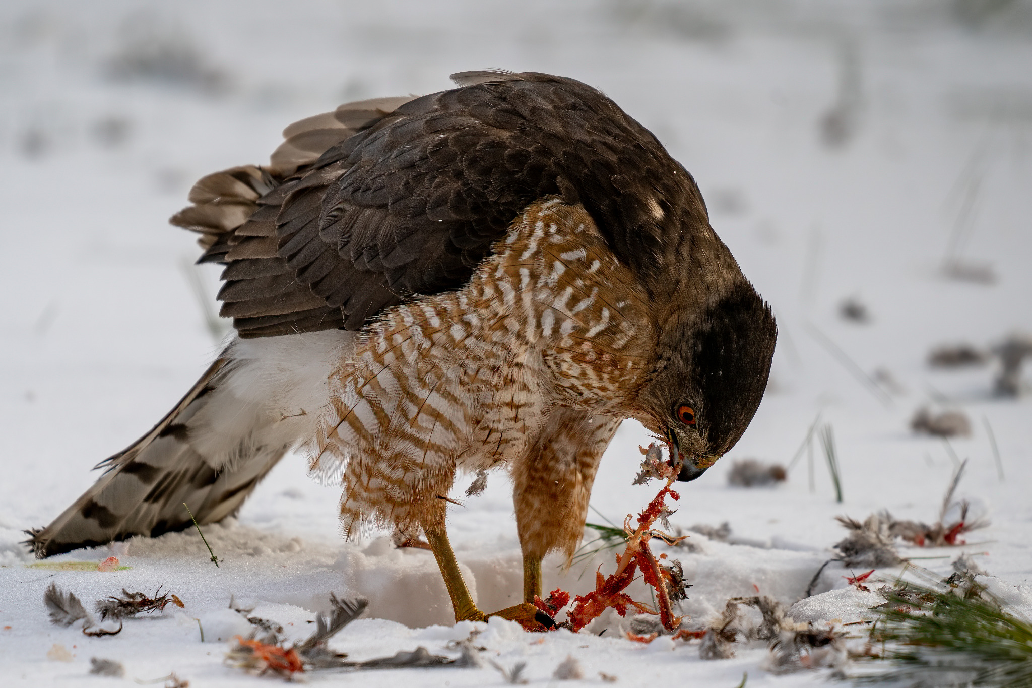 Cooper’s hawk feeding in snow