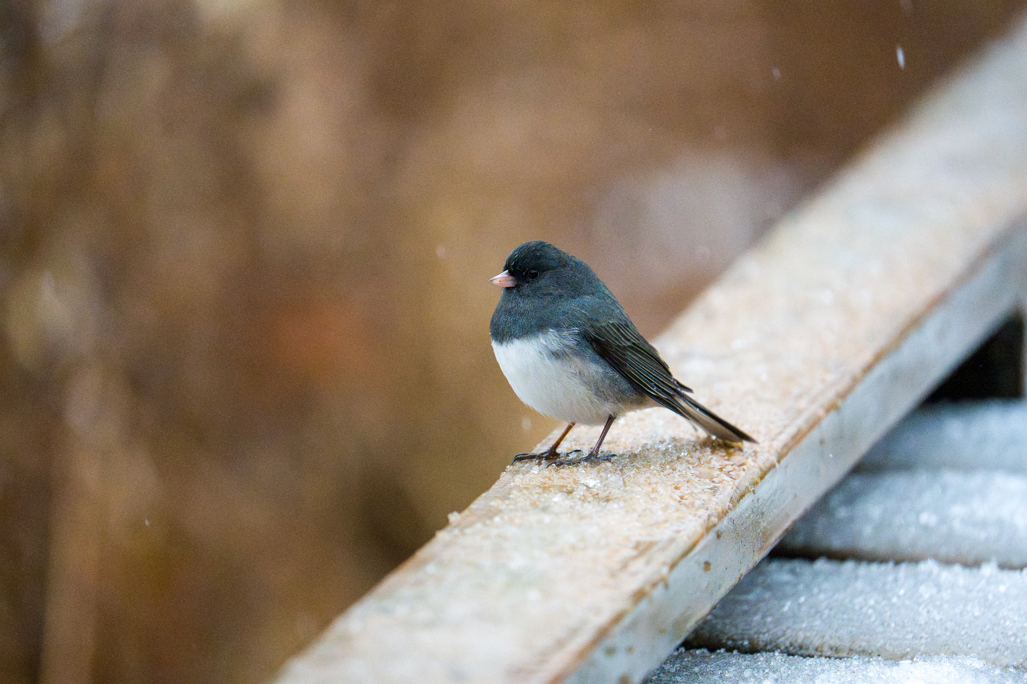 Dark-eyed junco perched beside snow