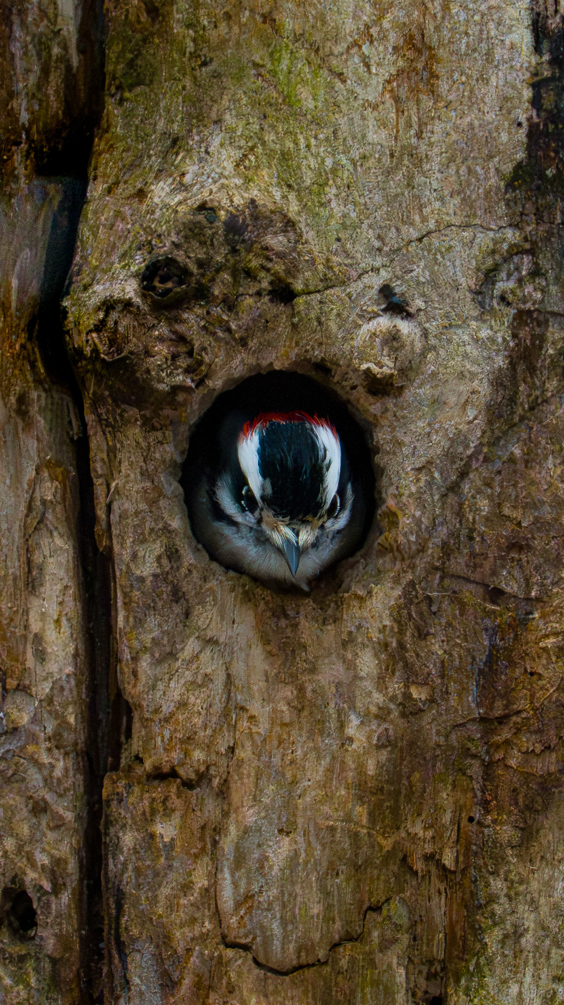 Downy woodpecker looking from a tree hollow