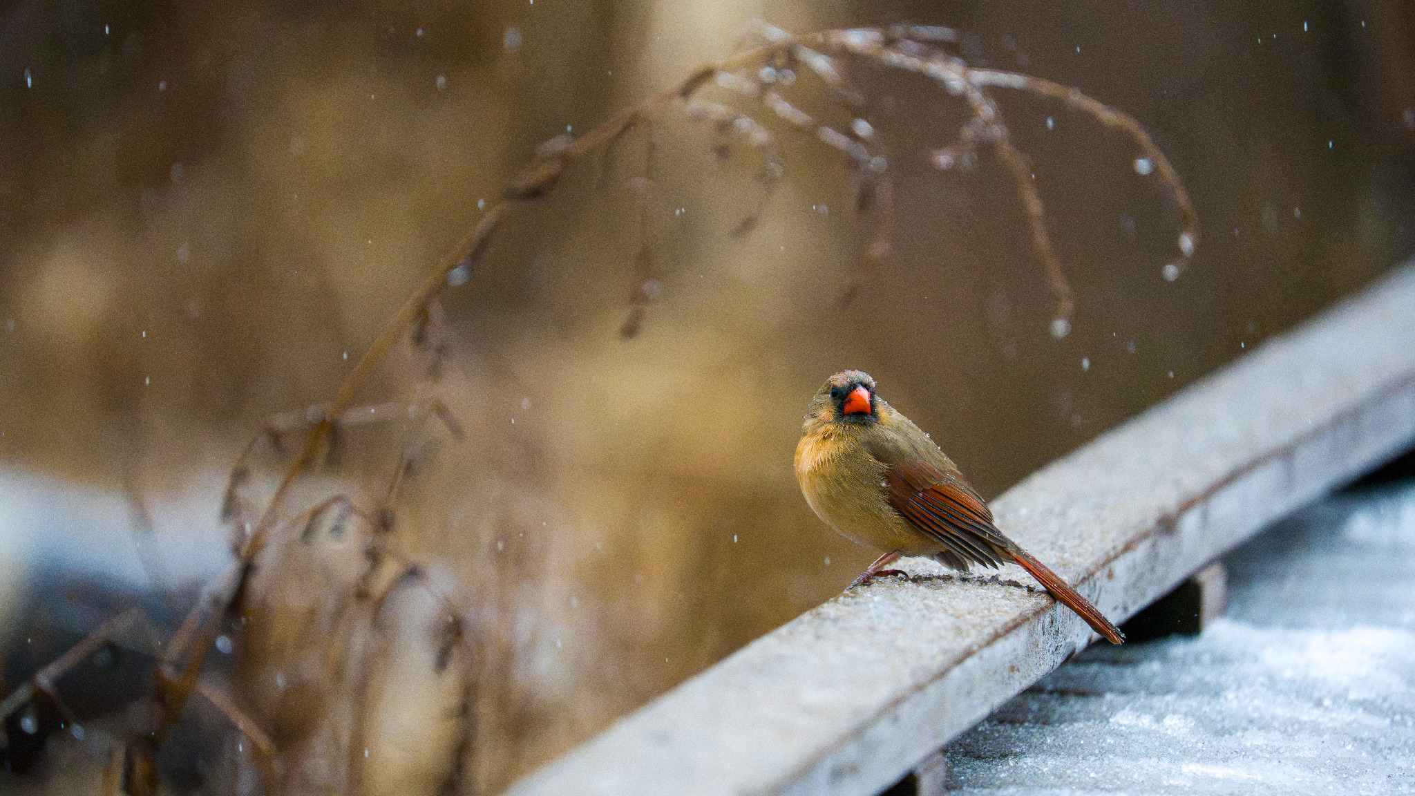 Northern cardinal perched during snowfall