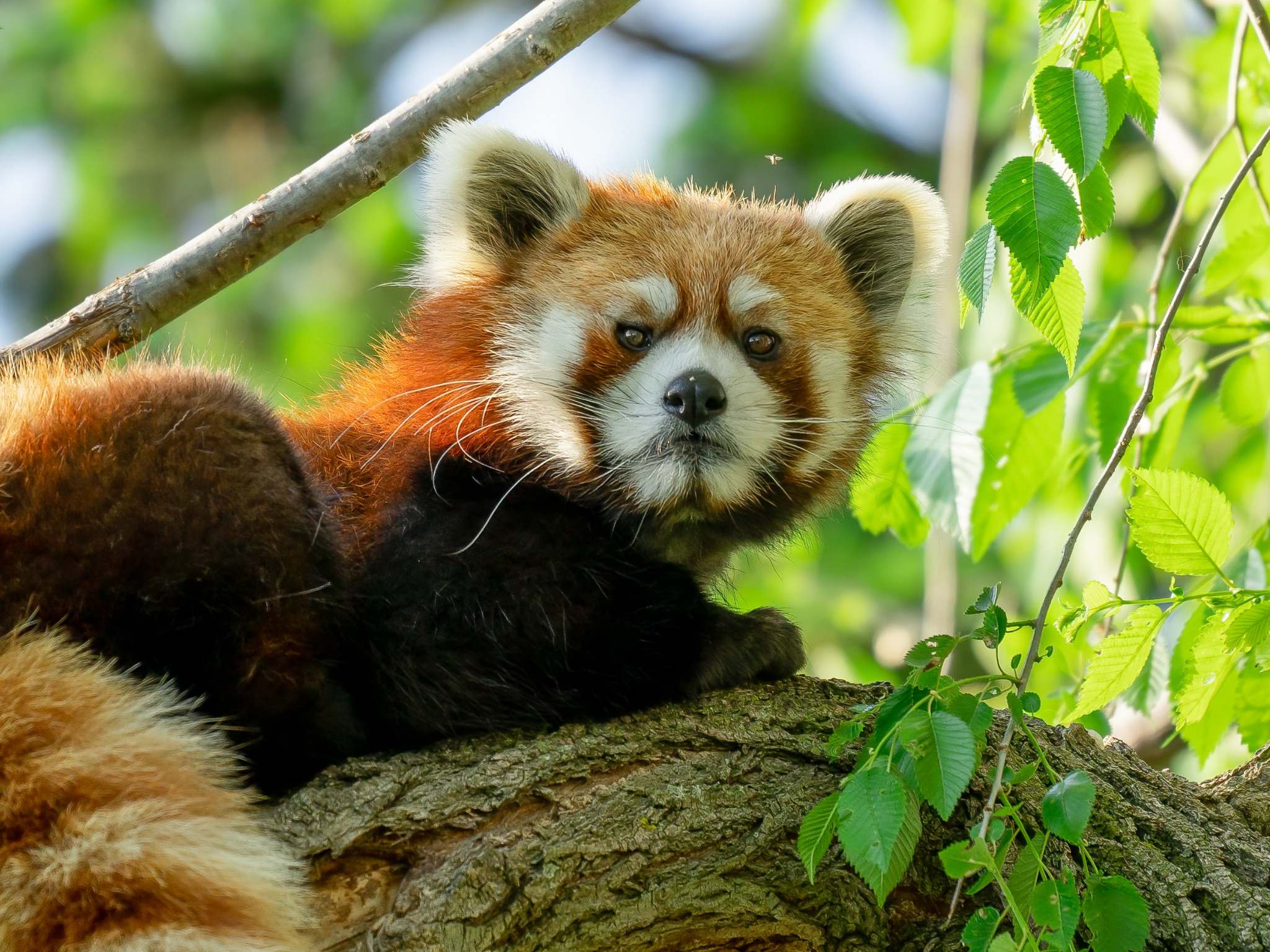 Red panda resting in green leaves