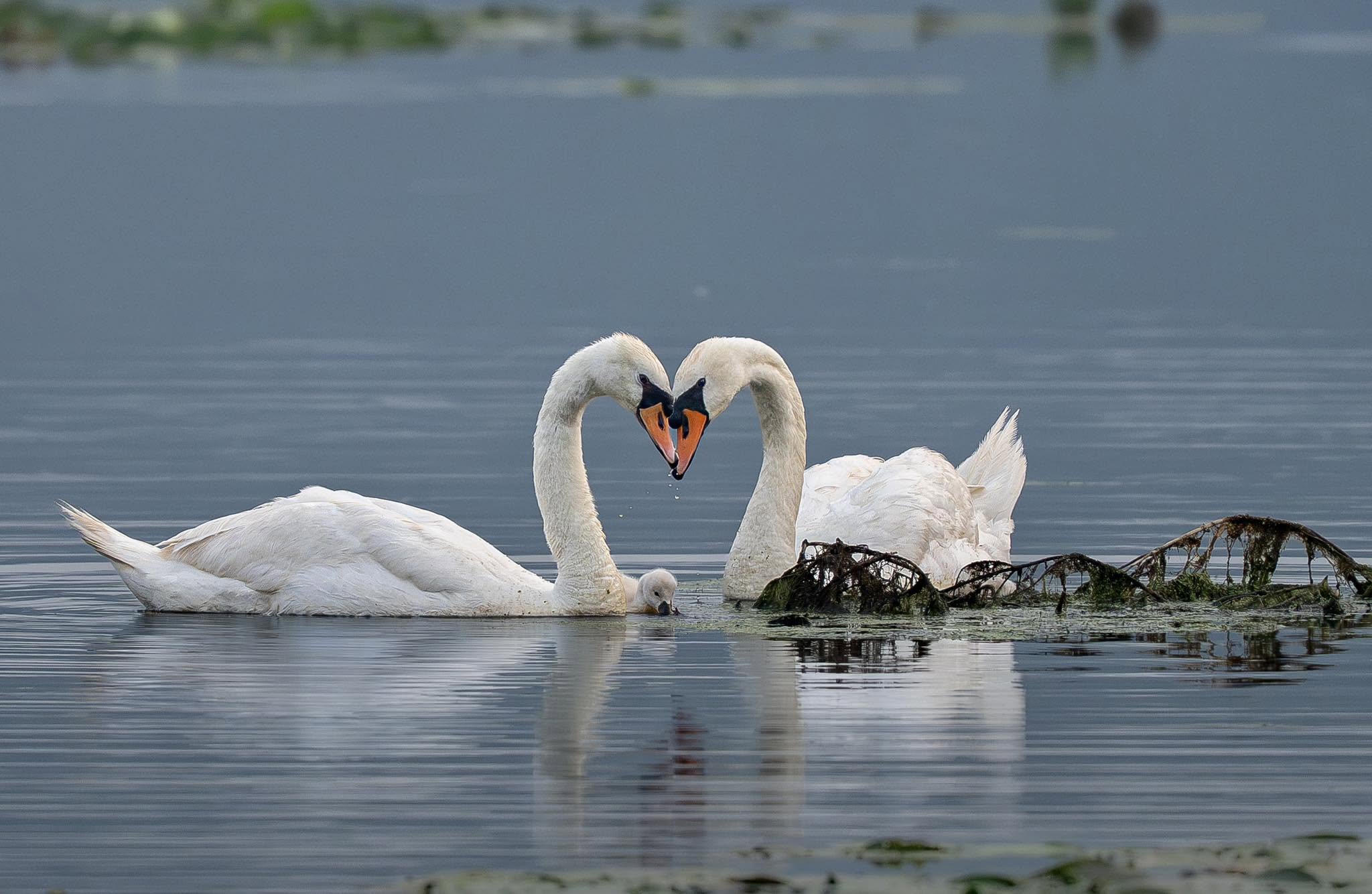 Two swans forming a heart with their cygnet between them